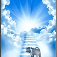 Quand les animaux partent de l&rsquo;autre&nbsp;côté